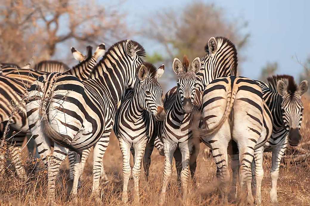 Zebras on the plains