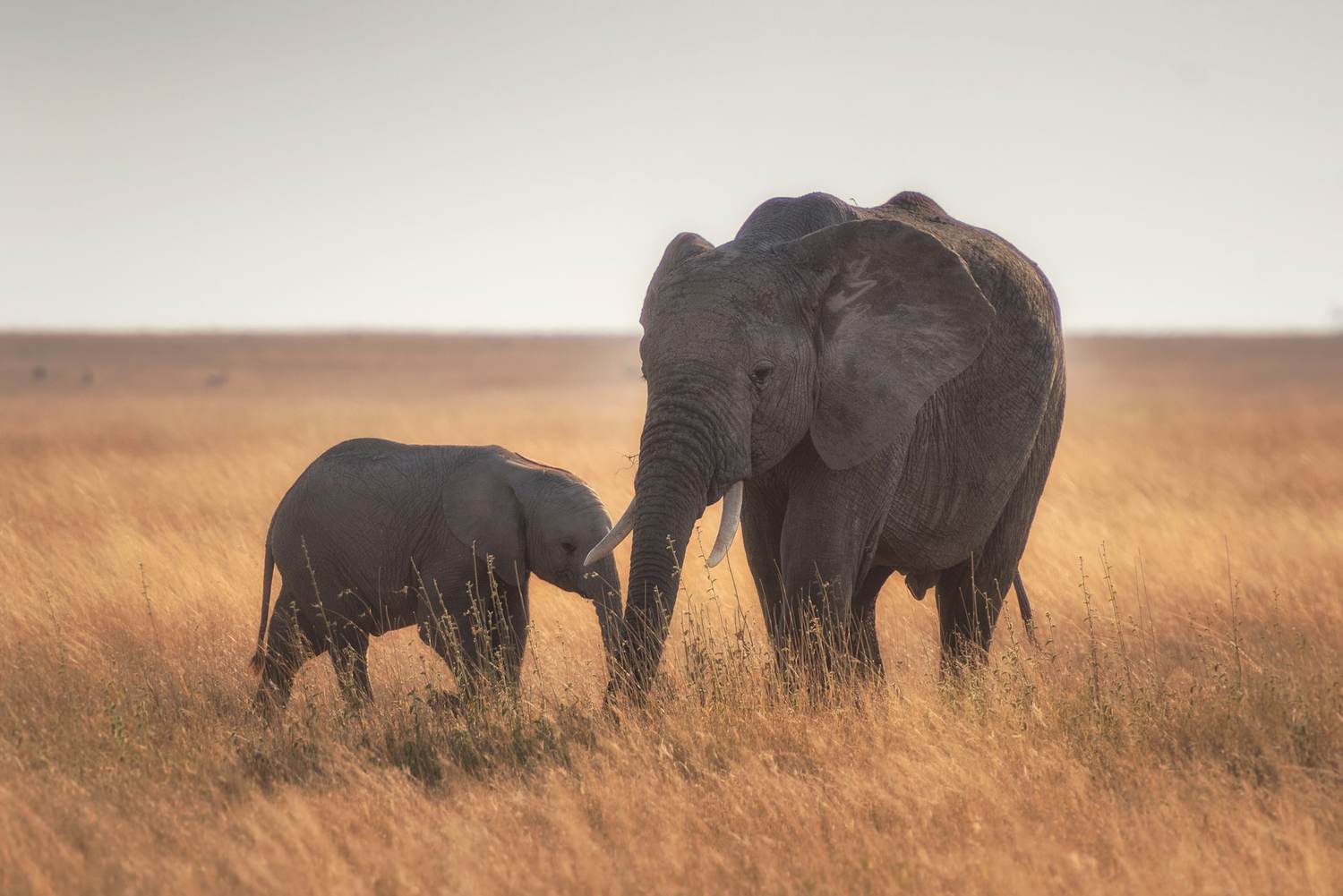 An elephant and calf walking through golden savanna grass at sunrise