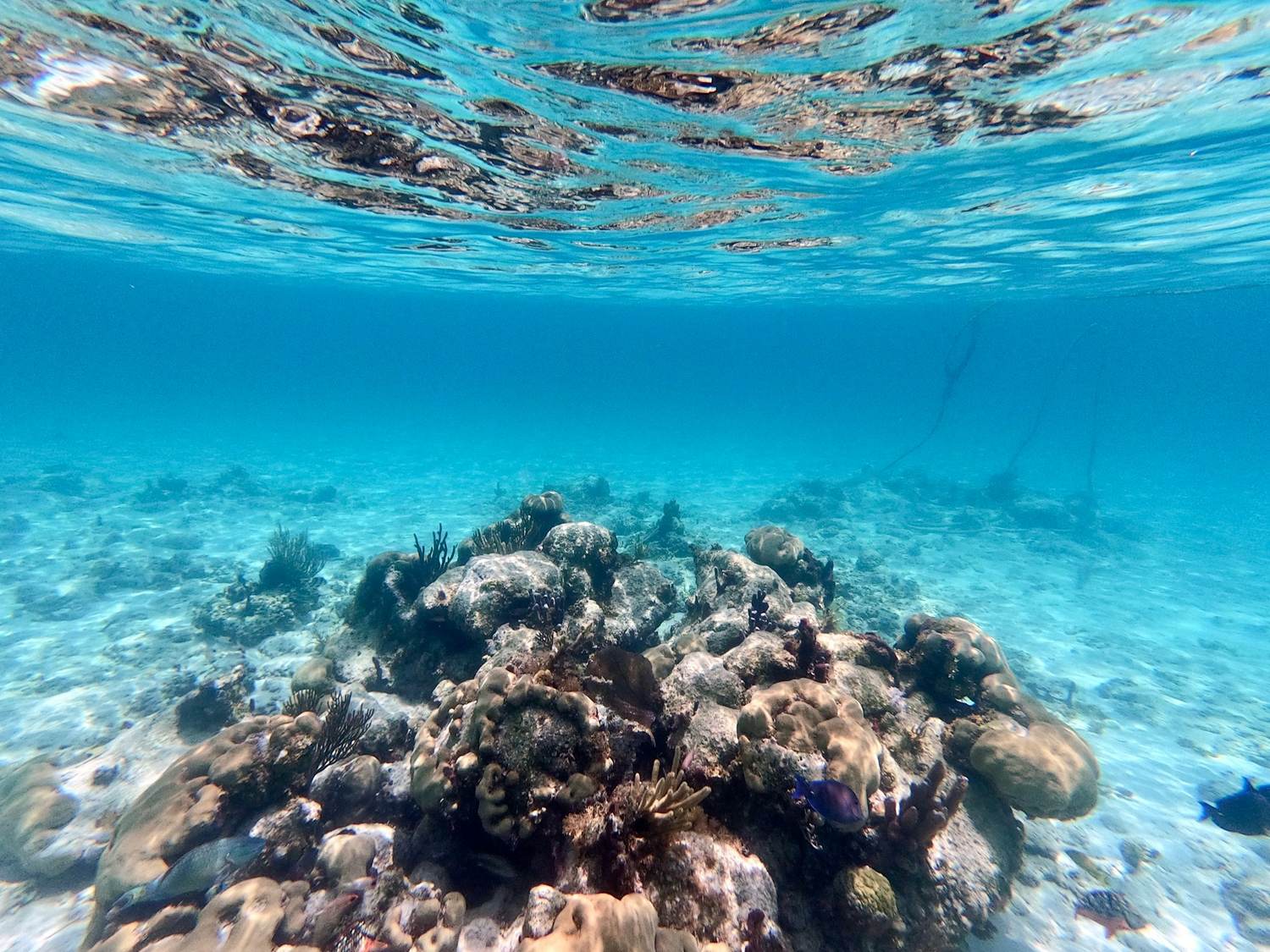 Snorkeler drifting over a colourful coral reef in clear turquoise water